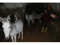 Kadrolu Eşekler, Dondurucu Soğuğa Karşı Elektrikli Soba İle Isıtılıyor