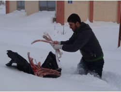 Sokak Ve Yaban Hayvanları İçin Doğaya Yiyecek Bırakıldı