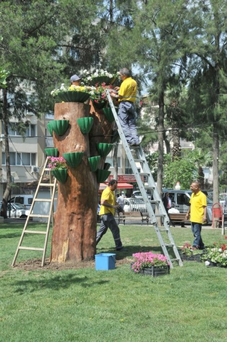 150 Yıllık Kurumuş Ağaca Saksılı Makyaj