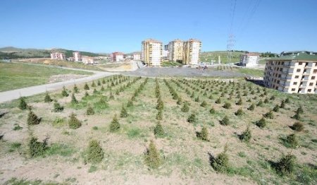 Altındağ’a bir ayda 5 bin ağaç