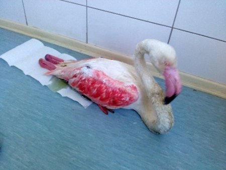 Avcılar flamingoyu öldürdü