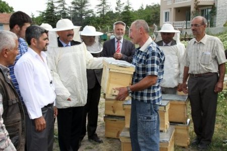 Başkentli üreticilere 16 bin 500 kovan kafkas ırkı arı dağıtıldı