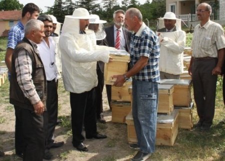 Başkentli üreticilere 16 bin 500 kovan kafkas ırkı arı dağıtıldı