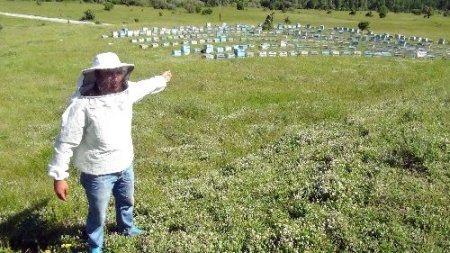 Bitlis’te bu yıl 2 bin 500 ton bal üretimi hedefleniyor