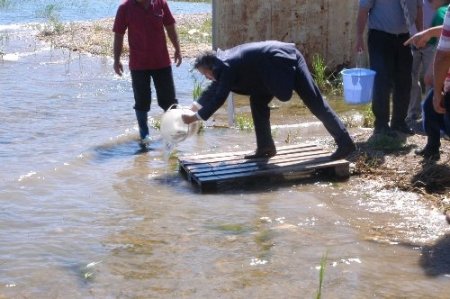Eğirdir Gölü’ne 500 bin sazan yavrusu salındı