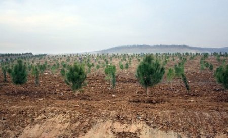 Eroğlu'ndan İstanbul'a iki yeni orman ve 5 milyon fidan müjdesi