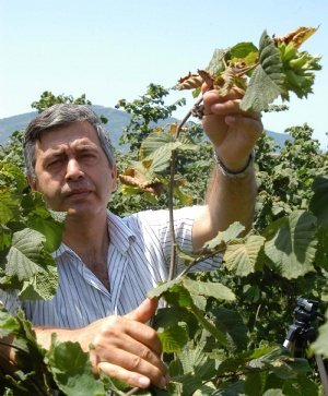 Fındık Bahçelerine Erken Girilebilir