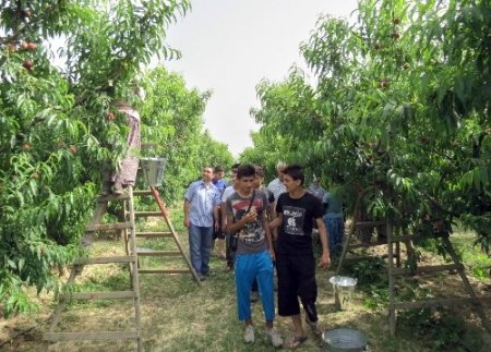 Kuzey Iraklı öğrenciler Aydın'ın meyve bahçelerine hayran kaldı