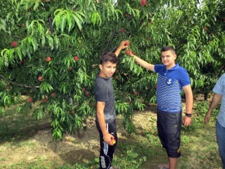 Kuzey Iraklı öğrenciler Aydın'ın meyve bahçelerine hayran kaldı