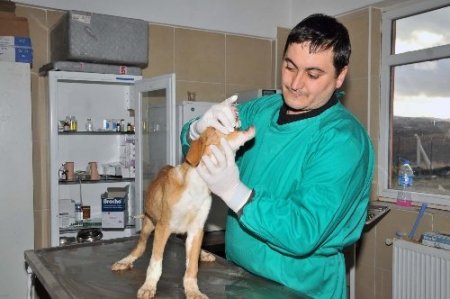 Mamak'ta evcil hayvanlara kuduz aşısı yapılıyor