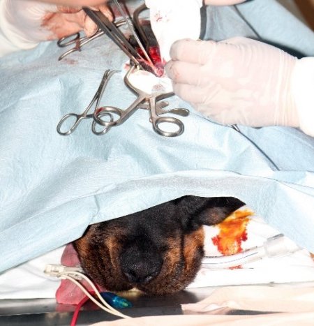 Omurilik ameliyatı geçiren köpek yeniden yürümeye başladı