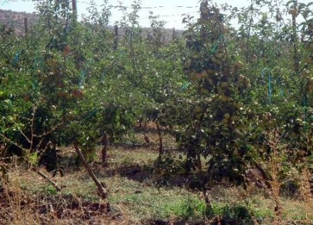 Bodur Elma Fidani Turleri Ve Ozellikleri Fidanlar Gen Tr