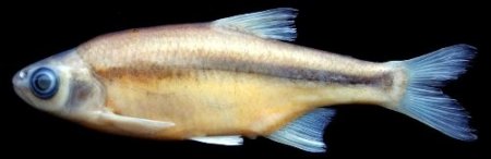 RTEÜ’de 3 yeni balık türü keşfedildi