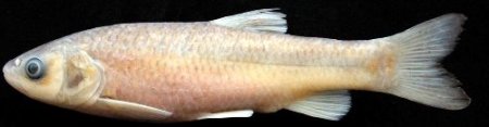 RTEÜ’de 3 yeni balık türü keşfedildi