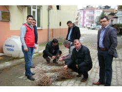 Vezirköprüde 20 Bin Üzüm Fidanı Toprakla Buluştu