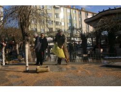 Çorumda Kuşlar İçin Çeşitli Yerlere Yem Koyuldu