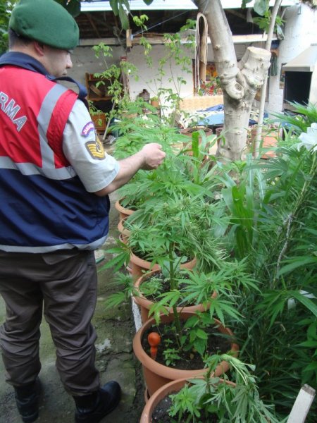 Bursa’da 3 Kilo Kubar Esrar Ve 573 Kök Keneviri Ele Geçirildi
