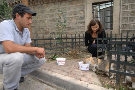 Kediler İçin Sokaklarda Beslenme Odakları Kuruldu