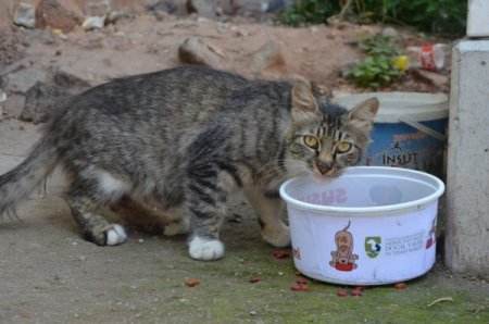 Kediler İçin Sokaklarda Beslenme Odakları Kuruldu