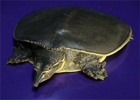 Dünyanın egzotik kaplumbağaları  10