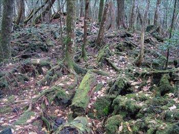 İntihar Ormanı: Aokigahara