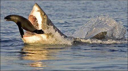 Köpekbalığının Foka Saldırı Anı 