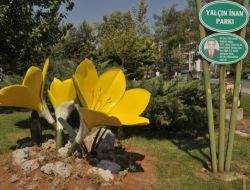 Göçgöç Çiçeği Muğla Parklarında