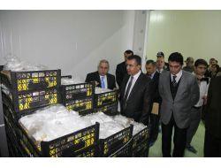 Hatay Valisi Lekesiz Muz Hasadı Yaptı