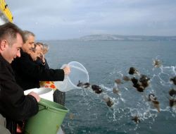 Sinop Açıklarında 10 Bin Kalkan Yavrusu Denize Bırakıldı