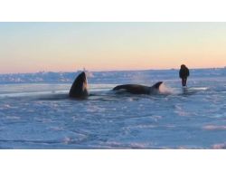 Buzulda Sıkışan Katil Balinalar Kurtarılmayı Bekliyor