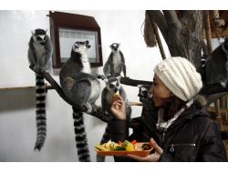 Halka Kuyruklu Lemurlara Özel Meyve Kokteyli