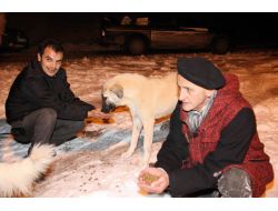 Aksaray Belediyesi, Sokak Hayvanlarını Doyuruyor