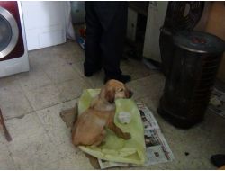 Duyarlı Esnaf, Donmak Üzere Bulduğu Köpeği Kurtardı