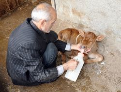 Kocaelinde Gözleri Olmayan Buzağı Dünyaya Geldi