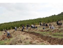 Erzurum Beah 500 Fidanı Toprakla Buluşturdu