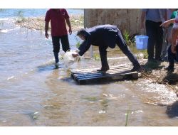 Eğirdir Gölü’ne 500 Bin Sazan Yavrusu Salındı