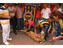 Kocaman İstifa Etti Diye Kurban Kestiler