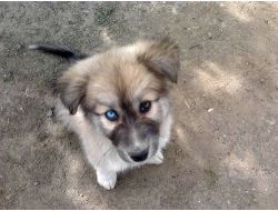 Gözleri Farklı Renkli Köpek Görenlerin Dikkatini Çekiyor