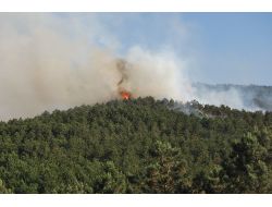 Sultanbeyli’deki Orman Yangını, Kontrol Altına Alındı