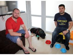 Omurilik Ameliyatı Geçiren Köpek Yeniden Yürümeye Başladı