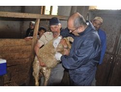 Yozgat’ta 200 Bin Küçükbaş Hayvana Veba Aşısı Yapılacak