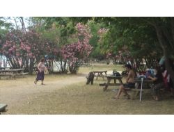 Milli Parkta Domuzlar Piknikçilerin Arasında Dolaşıyor