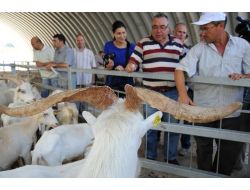 Vali Turhanın Çektiği Kurayla Yetiştiricilere 171 Saanen Keçisi Verildi