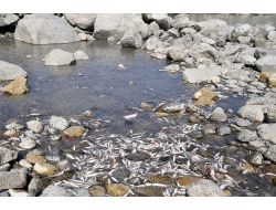 Tuncelideki Balık Ölümleri Devlet Denetle Kurumuna Taşındı