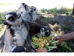 Ayılar Karpuz, Lemurlar Meyve Salatası İle Serinliyor