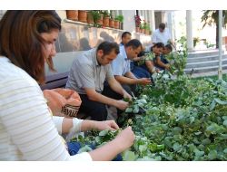 Bu Belediyedeki Gelen Misafirlere Doğal Ihlmur Ve Kekik İkram Ediliyor