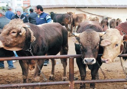 Kurbanlık ve kesim fiyatları belirlendi