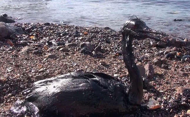 İzmit Körfezi’nde yakıt sızıntısı felaketi