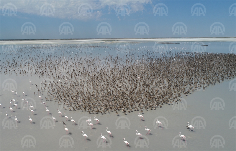 Anadolu’nun flamingo cenneti: Tuz Gölü