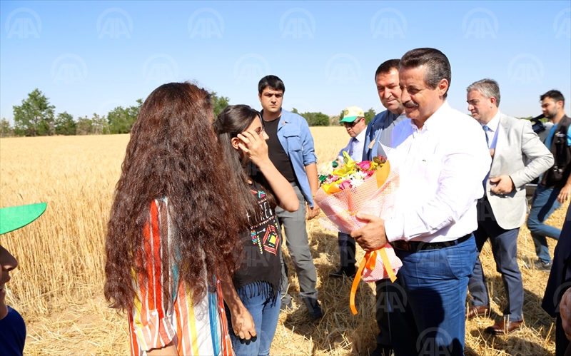 Buğday alım fiyatı açıklandı